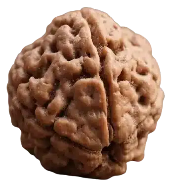 Rudraksha